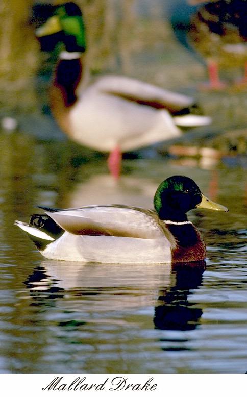 41mlard-Mallard duck-drake on water.jpg