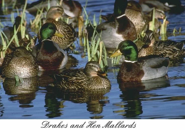 42mlard-Mallard ducks-flock in swamp.jpg