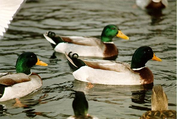 86-0337-Mallard Ducks.jpg