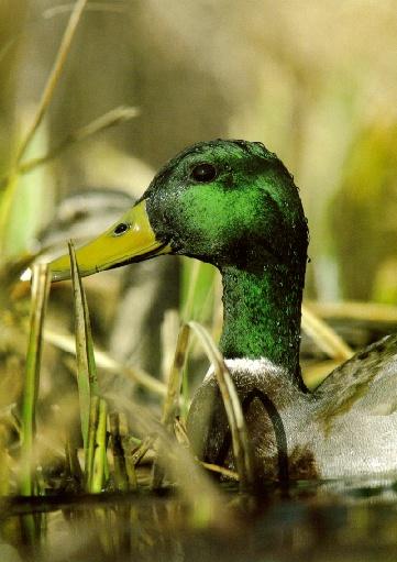 drake01-Mallard Duck-in swamp-face closeup.jpg