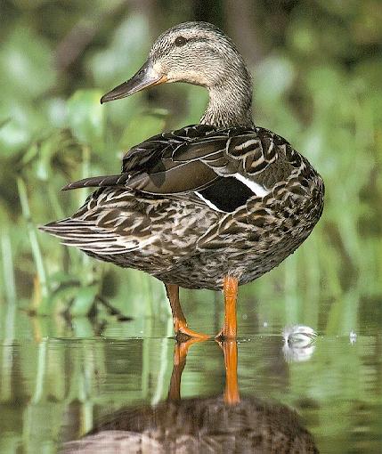 duck-1-Female Mallard Duck-standing in water.jpg
