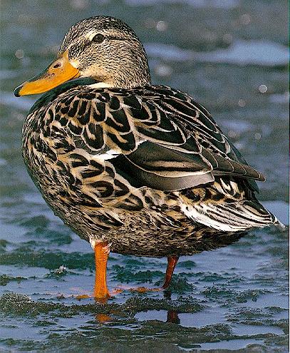 duck-2-Female Mallard Duck-standing on shore.jpg