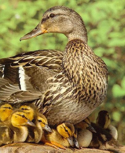 ducks-Mallard Ducks-mom and ducklings-closeup.jpg