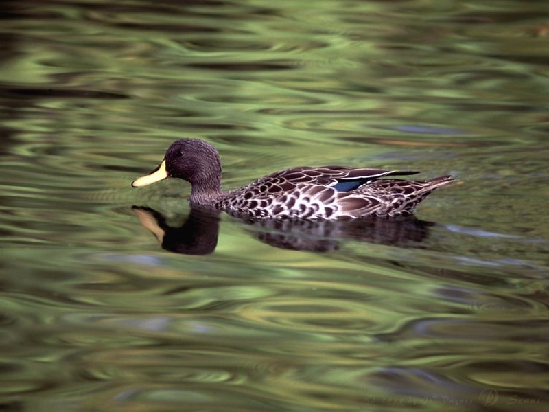 FMallardf-Duck-Female-Swimming.jpg