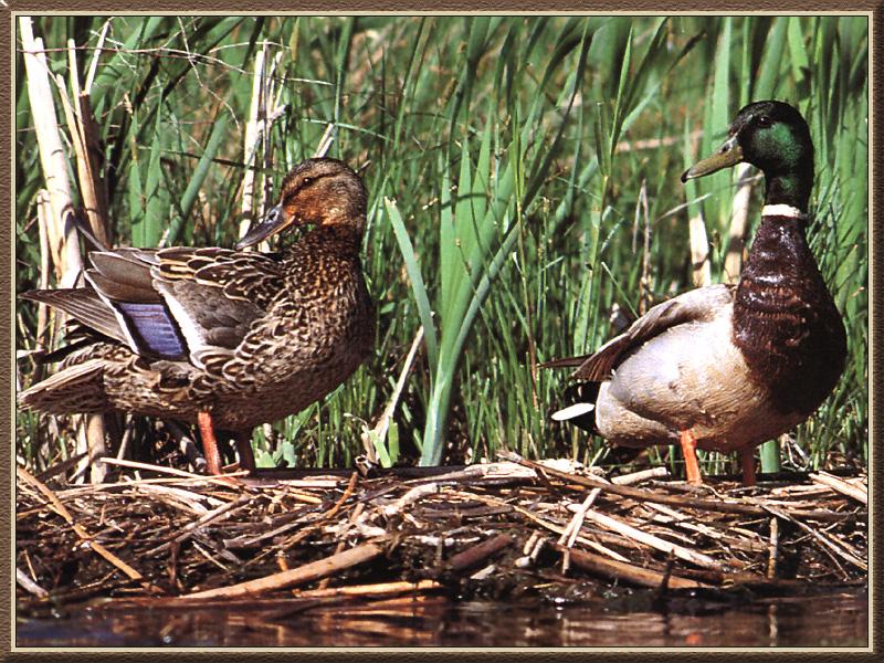 Mallard 04-Ducks pair.jpg