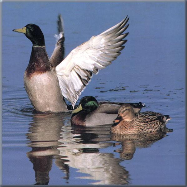 Mallard 07-Ducks-OnWater.jpg