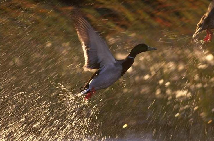 Mallard Duck 02-Flight to Fountain.jpg