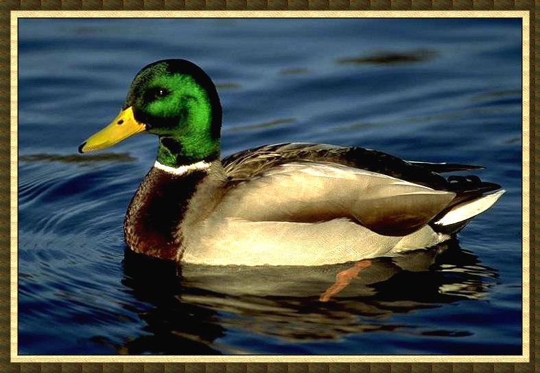 Mallard Duck 10a-Floating on Lake.jpg