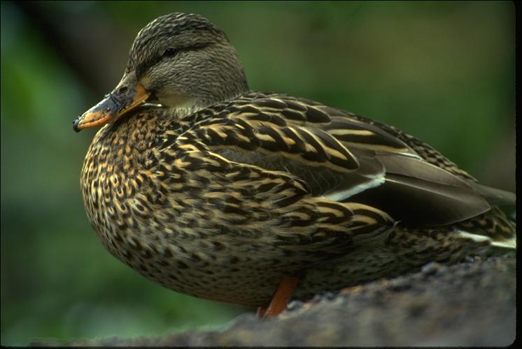 Mallard Duck 11-Female.jpg