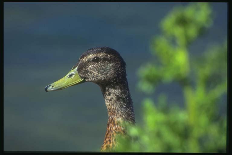 Mallard Duck-Head-Closeup-Green Beak.jpg