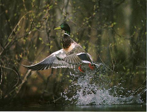 Mallard Duck-Landing Off From Lake.jpg