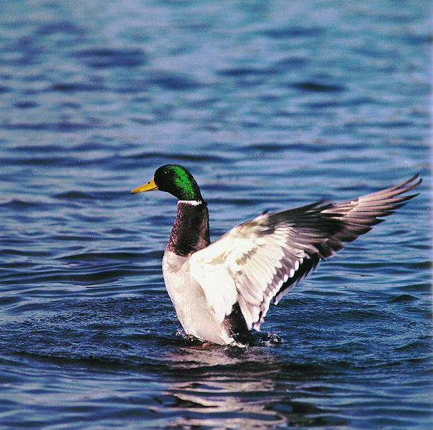 Mallard Duck-Mally-Flapping Wings.jpg