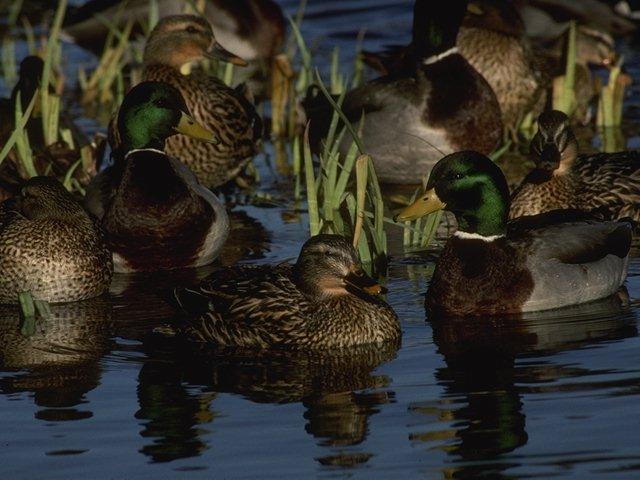 Mallard Ducks-Flock On Lake.jpg