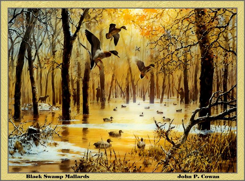 p-ards1986-Black Swamp Mallards-Painting by John P Cowan.jpg