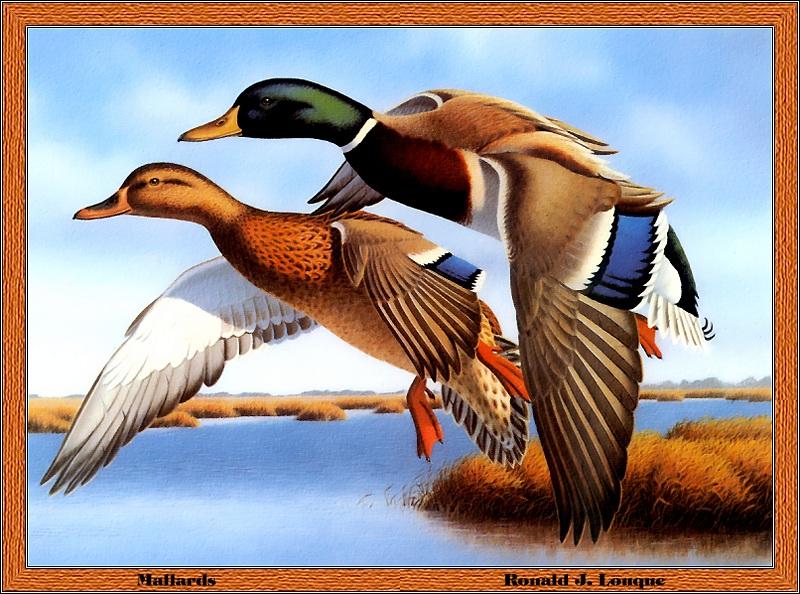 p-flds1987-Mallard Ducks-flight-Painting by Ronald J Leuque.jpg