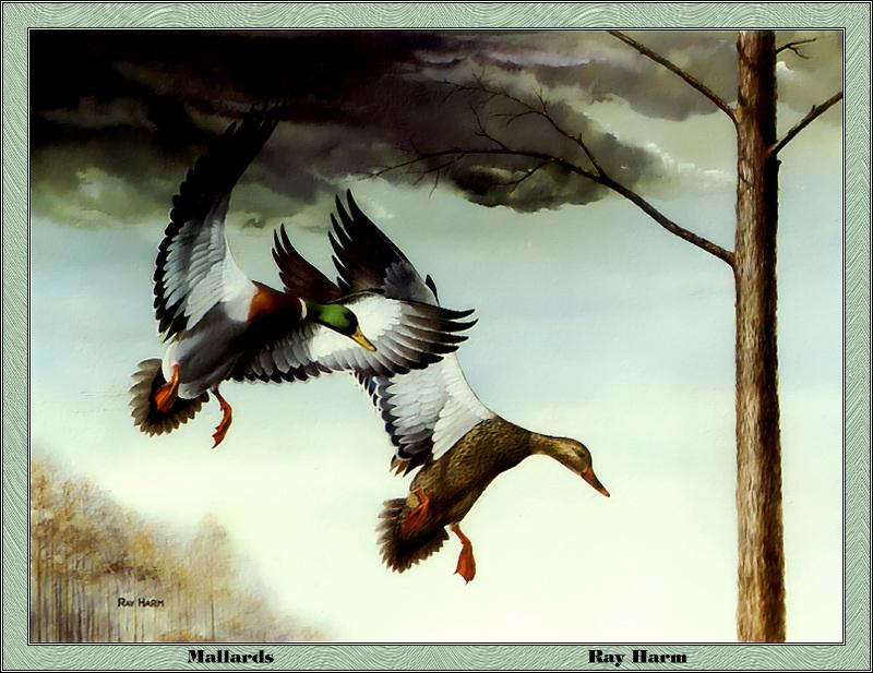 p-kyds1985-Mallard Ducks-Painting by Ray Harm.jpg