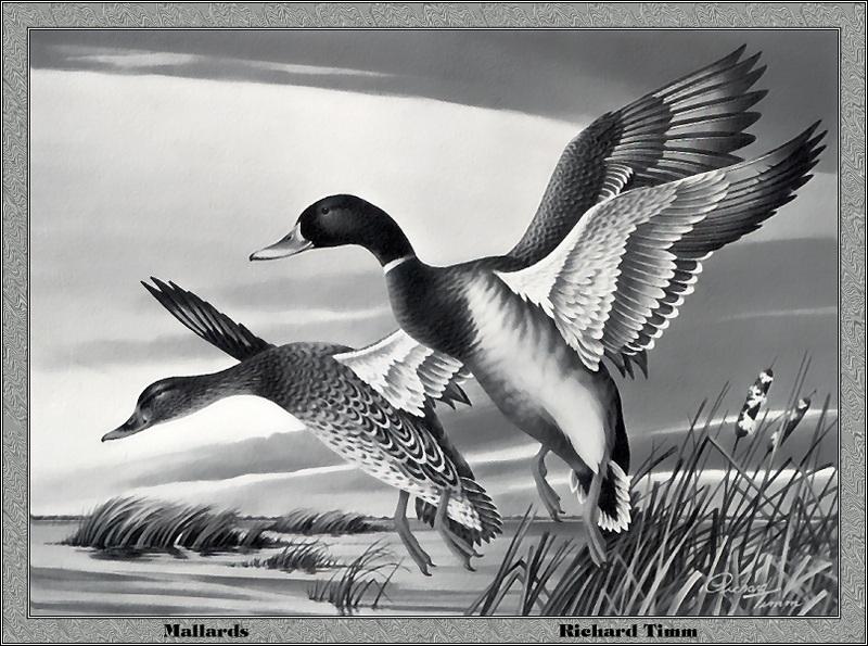 p-mids1978-Mallard Ducks-Painting by Richard Timm.jpg