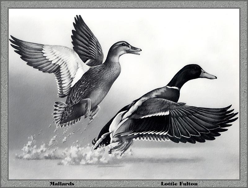 p-msds1985-Mallard Ducks-pair flight-Painting by Lottie Fulton.jpg