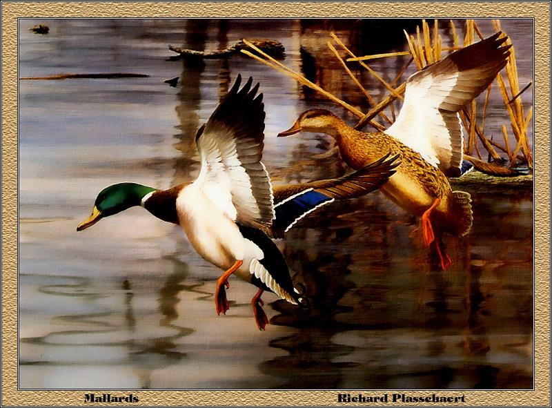 p-ncds1983-Mallard Ducks-pair flight-Richard Plassehaert.jpg