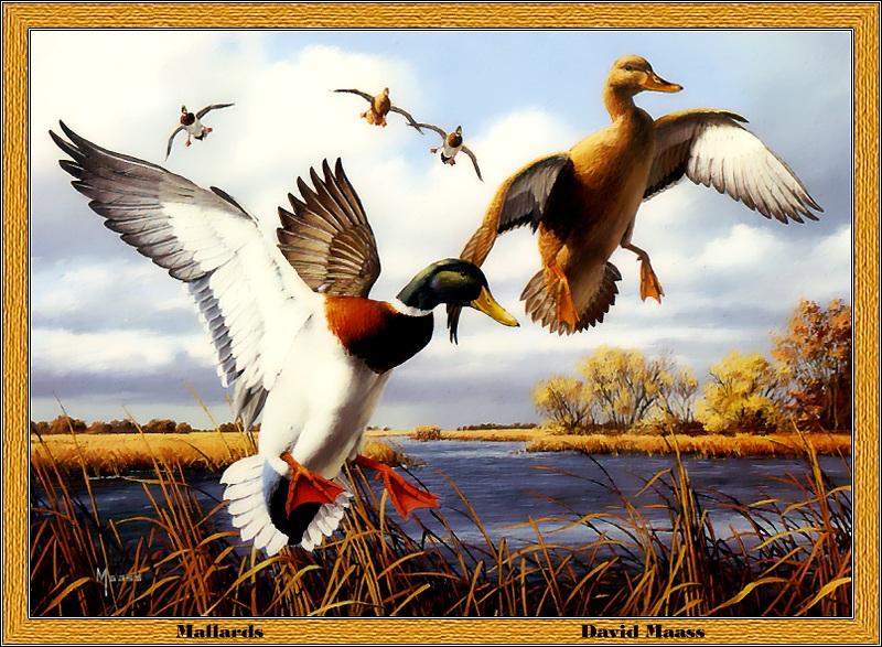 p-nyds1986-Mallard Ducks-start flight-Painting by David Maass.jpg