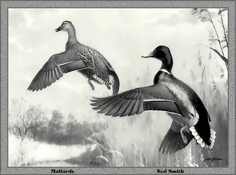 p-pads1985-Mallard Ducks-flight-Painting by Ned Smith.jpg