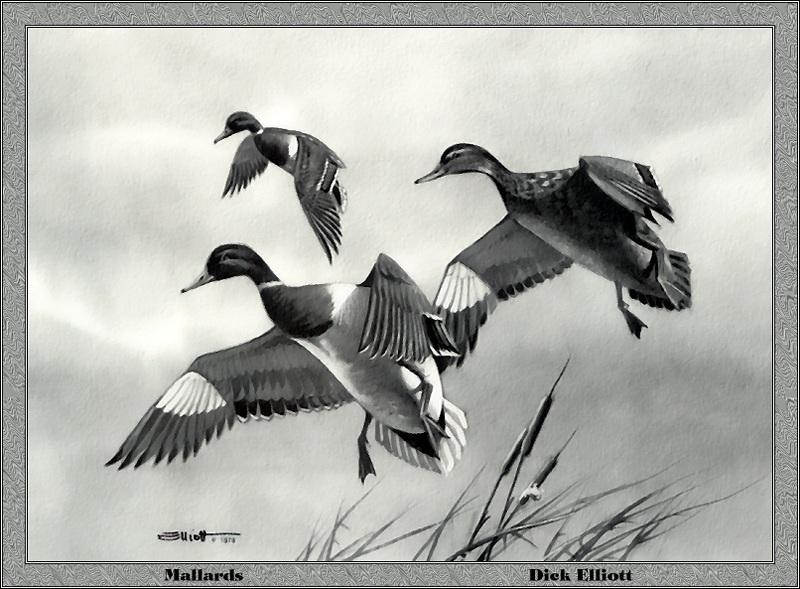 p-tnds1979-Mallard Ducks-in flight-Painting by Dick Elliott.jpg