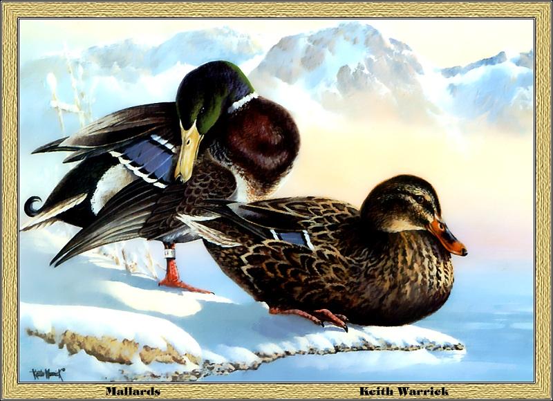p-wads1986-Mallard Ducks-on snow-Painting by Keith Warriek.jpg