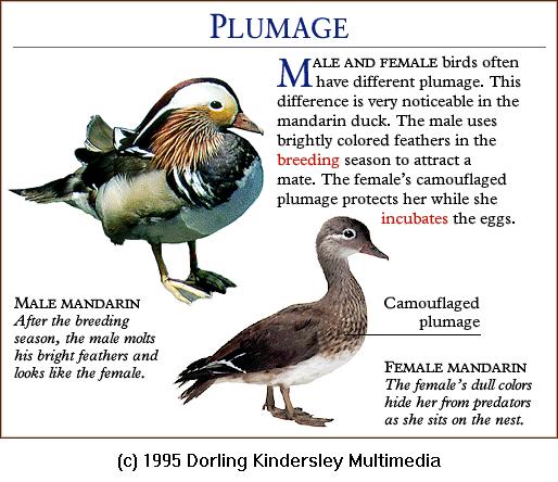 DKMMNature-Bird-Mandarin Ducks-Plumage.gif