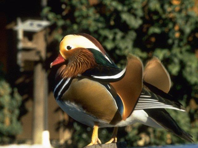 Mandarin Duck-Left Rear-Closeup.jpg