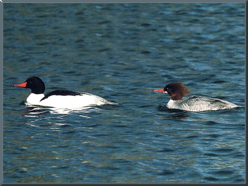 Common Merganser Duck 02-Pair-Floating.jpg