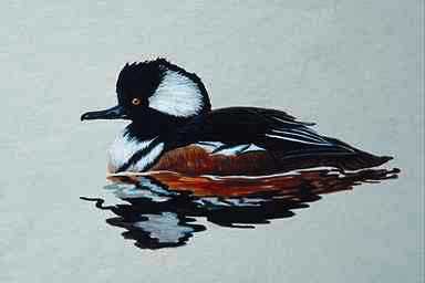 Bird Painting-Hooded Merganser-floating on water.jpg