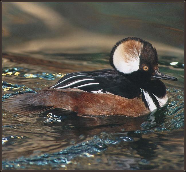 Hooded Merganser 01-Wild Duck-Swimming.jpg