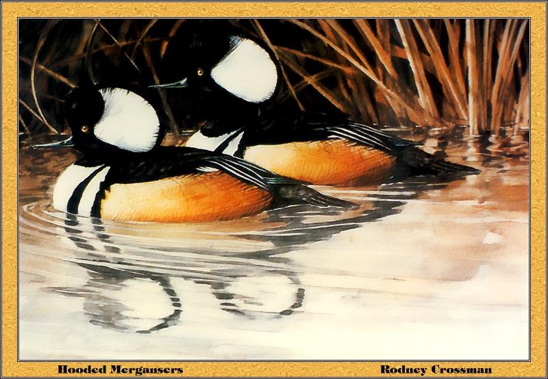 p-inds1981-Hooded Mergansers-Painting by Rodney Crossman.jpg