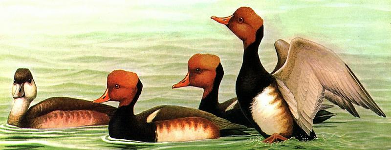 WB-Wild Ducks-painting.jpg