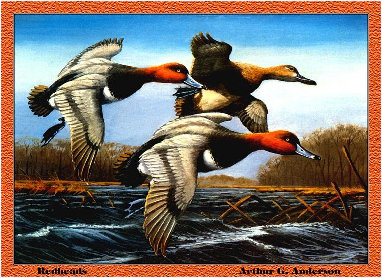p-fds1987-88-Redheads-ducks-Arthur G Anderson.jpg