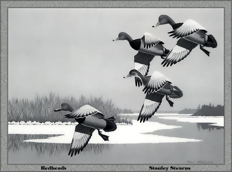 p-mdds1978-Redhead Ducks-Painting by Stanley Stearus.jpg