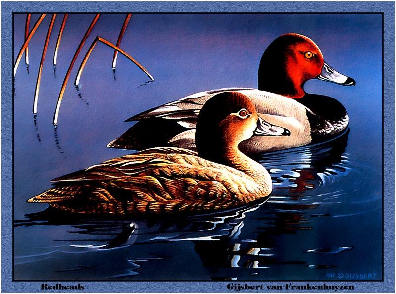 p-mids1982-Redhead Ducks-Painting by Gijsbert van Frankenhuyzen.jpg