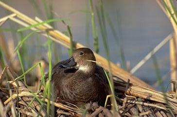 Redhead Duck02-Female in Nest.jpg