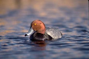 Redhead Duck03-Male Floating.jpg
