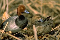 Redhead Duck04-Pair in Nest.jpg