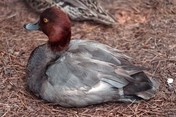 Redhead Duck06-Male-Sitting.jpg
