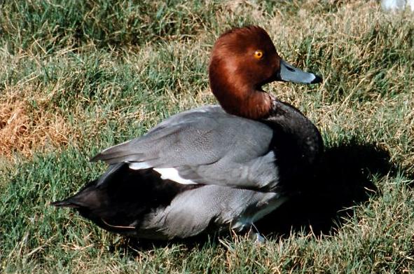 Redhead Duck07-Male on Grass.jpg