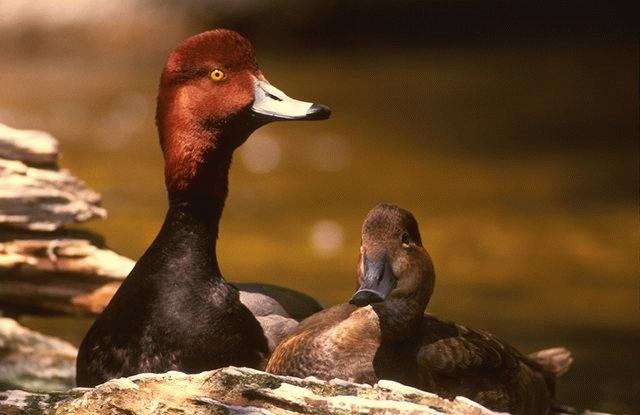 Redhead Duck08-Pair-Closeup.jpg