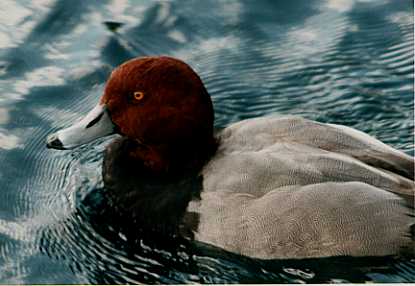 Redhead Duck-Floating.jpg