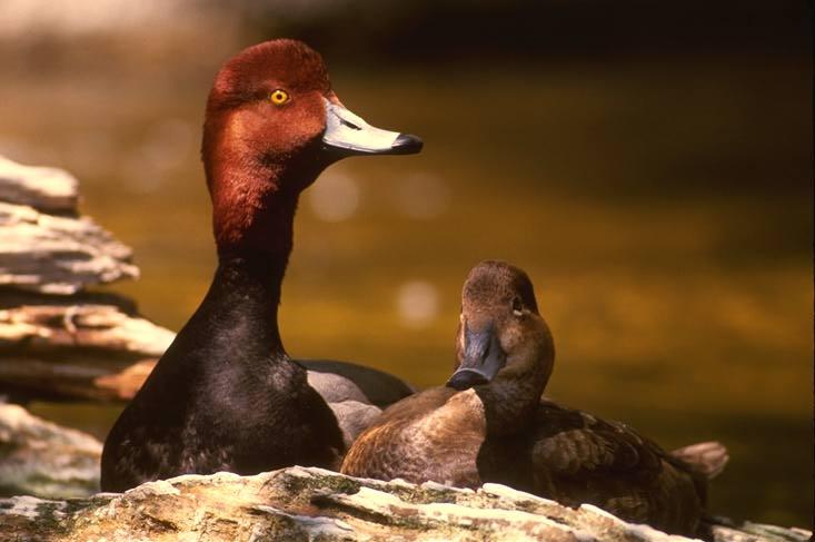 Redhead Duck-Pochard Couple.jpg