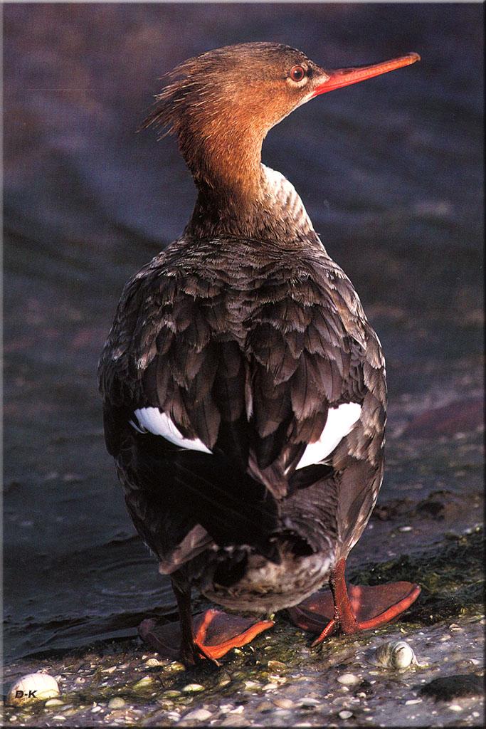 dk 154 Ring Necked Duck (Female).jpg