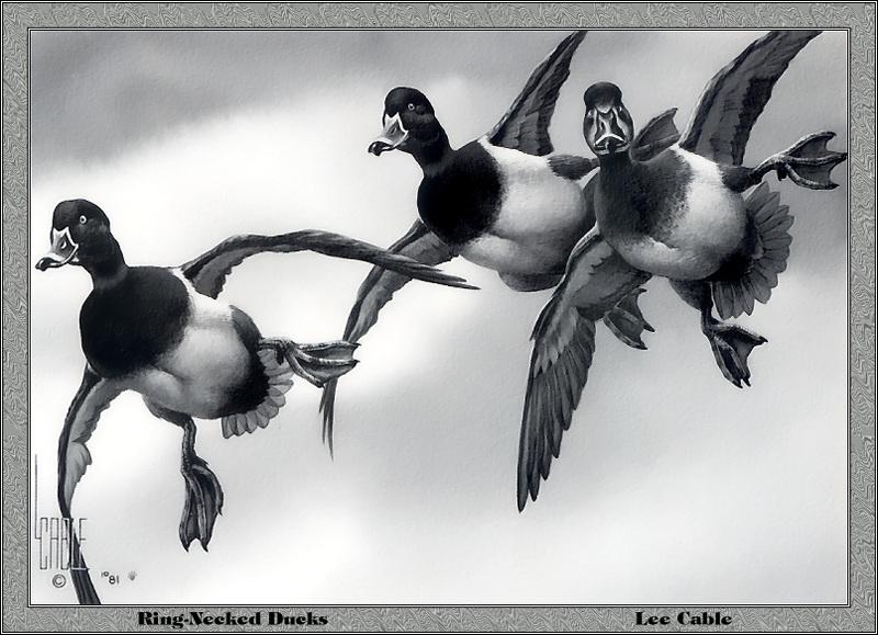 p-flds1982-Ring-necked Ducks-Painting by Lee Cable.jpg