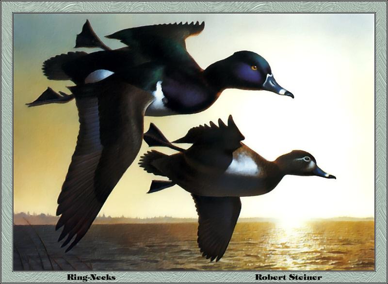 p-mids1985-Ringneck Ducks-Painting by Robert Steiner.jpg