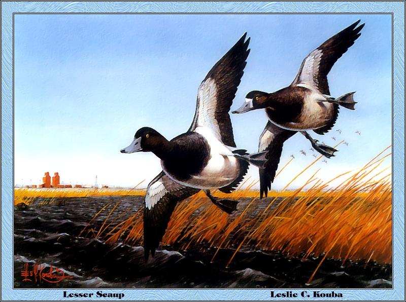 p-ndds1985-Lesser Scaups-flight-Painting by Leslie C Kouba.jpg
