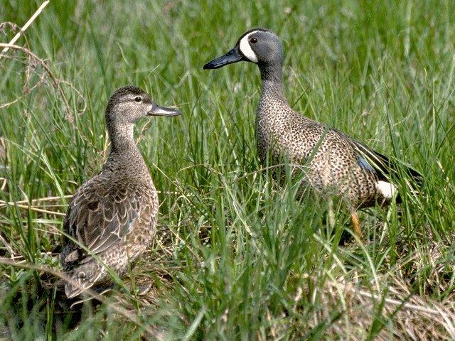 Wild Ducks-Bluewing Teals-Couple.jpg